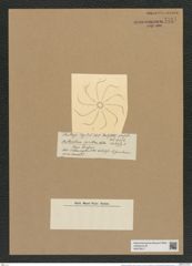Chaetoceros spirillium Castr. (de-Toni-Nr.: Genus 149, Species 4151) Zeichnungen Sammlung Grunow Nr. 7711 (NHMW-BOT-W0376917)